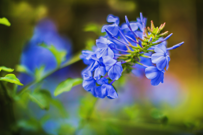 IMG_2156_arnolds_garden_2014