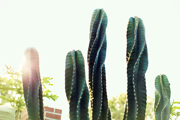 IMG_2275_arnolds_garden_2014